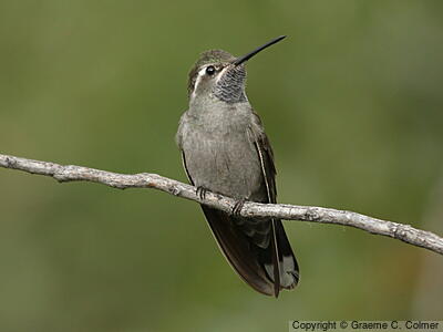 Blue-throated Mountain-gem (Lampornis clemenciae) - Adult male