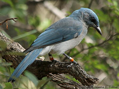 Mexican Jay (Aphelocoma wollweberi) - Adult
