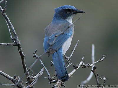 Mexican Jay (Aphelocoma wollweberi) - Adult