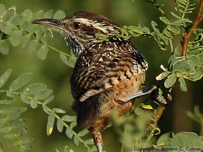 Cactus Wren (Campylorhynchus brunneicapillus) - Adult
