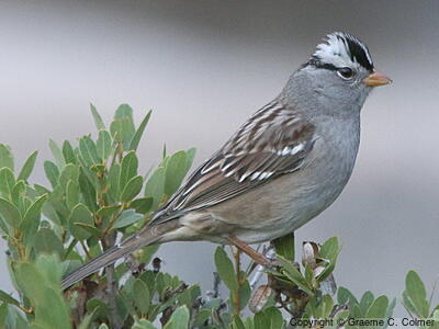 White-crowned Sparrow (Zonotrichia leucophrys) - Adult
