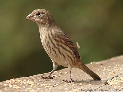House Finch (Haemorhous mexicanus) - Female/Immature