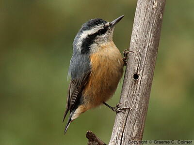 Red-breasted Nuthatch (Sitta canadensis) - Adult male