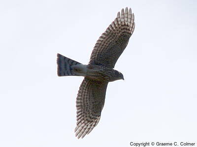Sharp-shinned Hawk (Accipiter striatus) - Adult