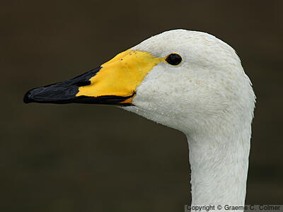 Whooper Swan (Cygnus cygnus) - Adult
