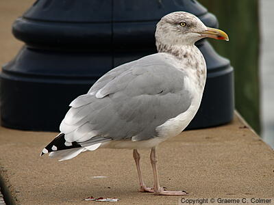 Herring Gull (Larus argentatus) - Nonbreeding adult