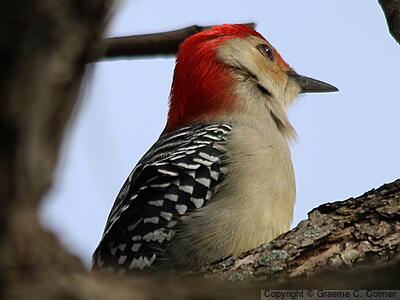 Red-bellied Woodpecker (Melanerpes carolinus) - Adult male