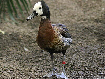 White-faced Whistling-Duck (Dendrocygna viduata) - Adult