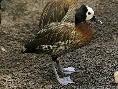 White-faced Whistling-Duck (Dendrocygna viduata) - Adult