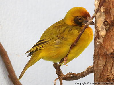 Southern Masked-Weaver (Ploceus velatus) - Adult
