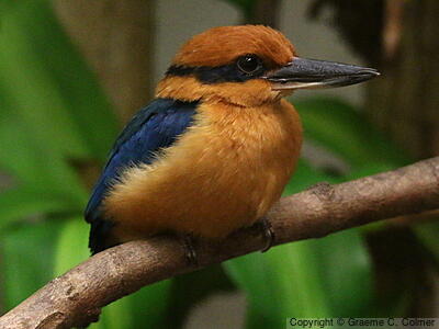 Guam Kingfisher (Todiramphus cinnamominus) - Adult