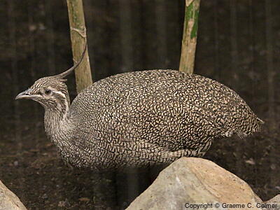 Elegant Crested-Tinamou (Eudromia elegans) - Adult