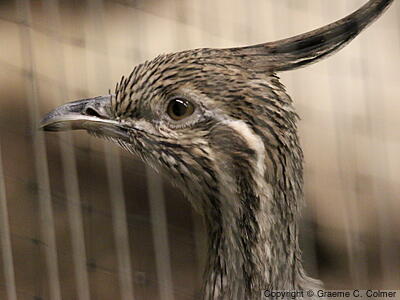 Elegant Crested-Tinamou (Eudromia elegans) - Adult