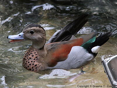 Ringed Teal (Callonetta leucophrys) - Adult male