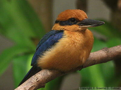 Guam Kingfisher (Todiramphus cinnamominus) - Adult