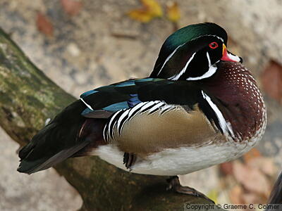 Wood Duck (Aix sponsa) - Breeding male