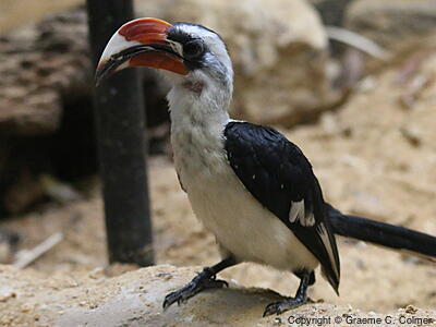Von der Decken's Hornbill (Tockus deckeni) - Adult