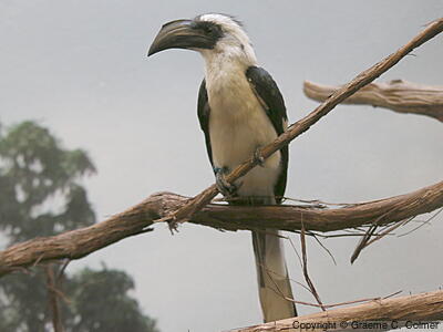 Von der Decken's Hornbill (Tockus deckeni) - Adult