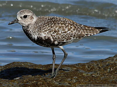 Black-bellied Plover (Pluvialis squatarola) - Nonbreeding adult