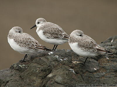 Sanderling (Calidris alba) - Nonbreeding adults