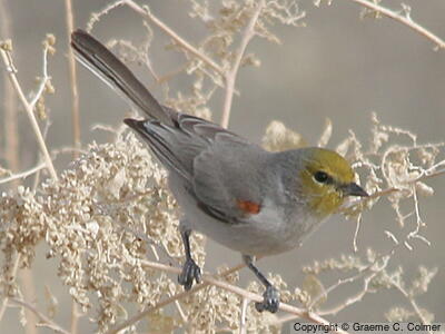 Verdin (Auriparus flaviceps) - Adult