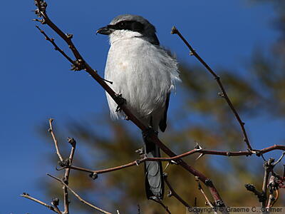 Loggerhead Shrike (Lanius ludovicianus) - Adult