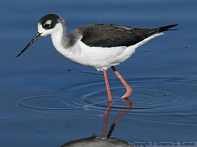 Black-necked Stilt (Himantopus mexicanus) - Juvenile (Black-necked)