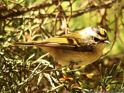 Golden-crowned Kinglet (Regulus satrapa) - Adult