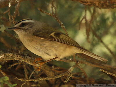 Golden-crowned Kinglet (Regulus satrapa) - Adult