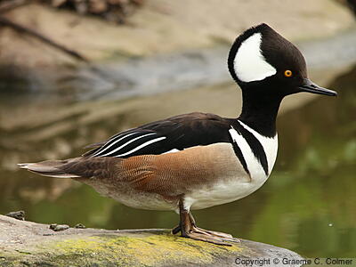 Hooded Merganser (Lophodytes cucullatus) - Adult male