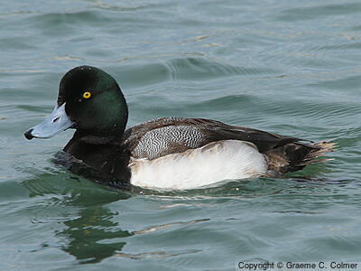 Greater Scaup (Aythya marila) - Adult male