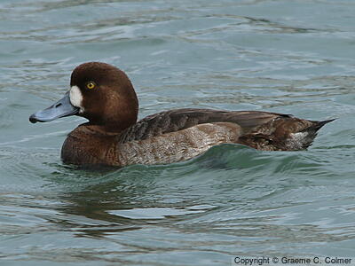 Greater Scaup (Aythya marila) - Adult female