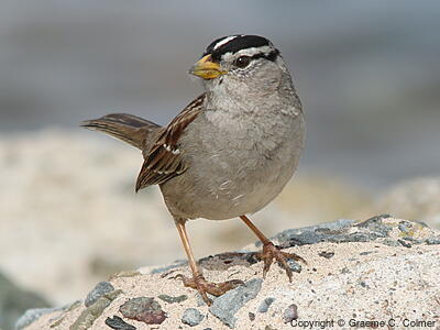 White-crowned Sparrow (Zonotrichia leucophrys) - Adult