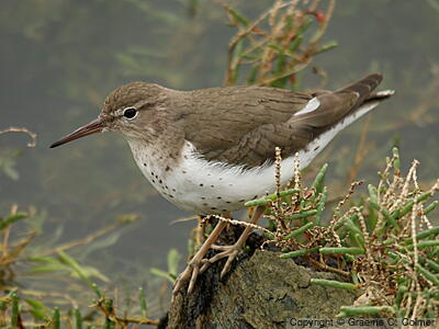 Spotted Sandpiper (Actitis macularius) - Breeding adult