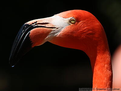 Greater Flamingo (Phoenicopterus roseus) - Adult