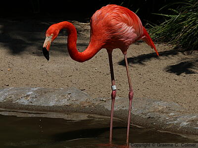Greater Flamingo (Phoenicopterus roseus) - Adult
