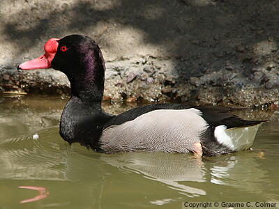 Rosy-billed Pochard (Netta peposaca) - Adult