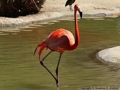 Greater Flamingo (Phoenicopterus roseus) - Adult