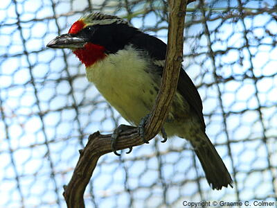 Black-spotted Barbet (Capito niger) - Adult