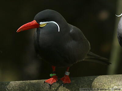 Inca Tern (Larosterna inca) - Adult