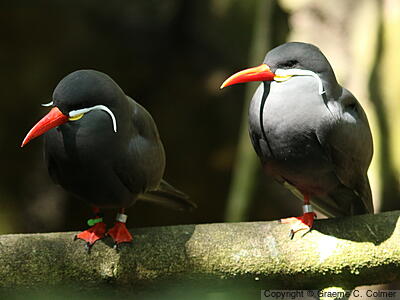 Inca Tern (Larosterna inca) - Adult