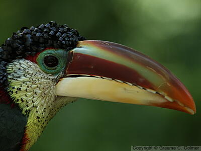 Curl-crested Aracari (Pteroglossus beauharnaisii) - Adult