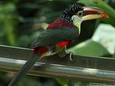Curl-crested Aracari (Pteroglossus beauharnaisii) - Adult