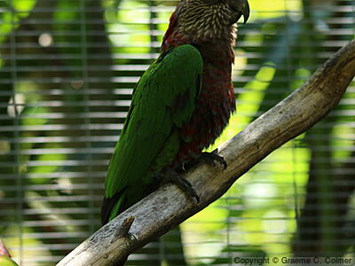 Red-fan Parrot (Deroptyus accipitrinus) - Adult