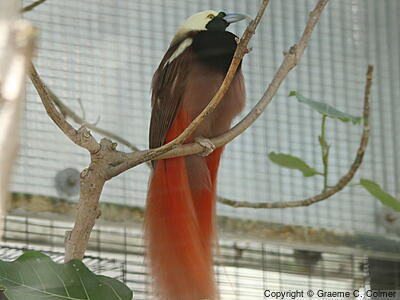 Raggiana Bird-of-Paradise (Paradisaea raggiana) - Adult