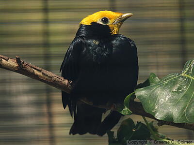 Golden-crested Myna (Ampeliceps coronatus) - Adult