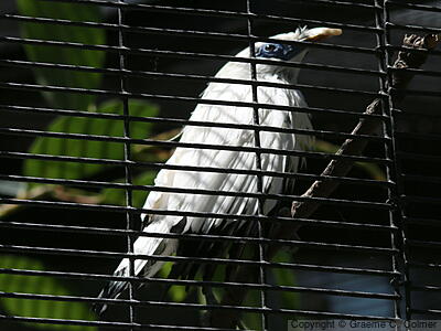 Bali Myna (Leucopsar rothschildi) - Adult