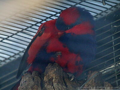 Red-and-blue Lory (Trichoglossus histrio) - Adults