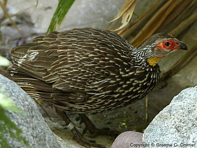 Yellow-necked Spurfowl (Pternistis leucoscepus) - Adult