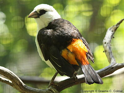 White-headed Buffalo-Weaver (Dinemellia dinemelli) - Adult